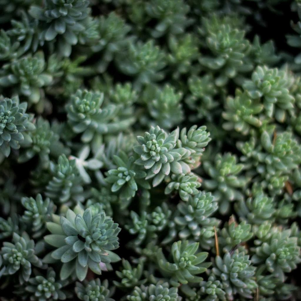 Portes Ouvertes de l'Apac (association de protection des ânes et des chevaux)
