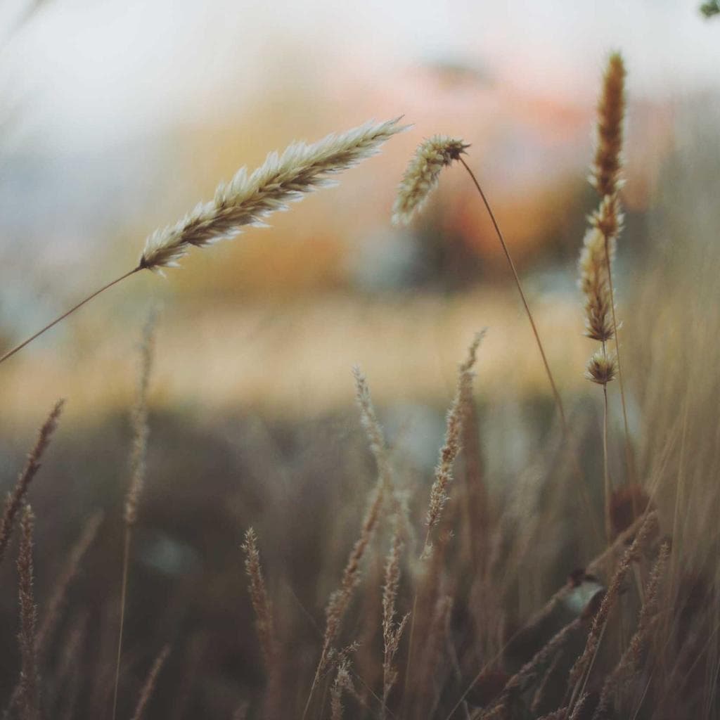 Concert - No Windminns