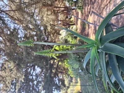 Visite des jardins, ateliers au choix🍃🪷🌿🌸