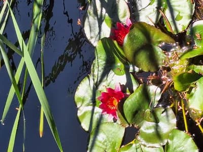 Semaine anniversaire entrée gratuite des jardins.🥳🪷🌿🌸🙏