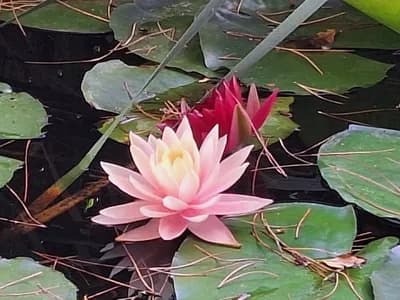 Ateliers au choix, voyages sonores, méditations, etc...🌸🌿🪷🍃🙏🧘♀️