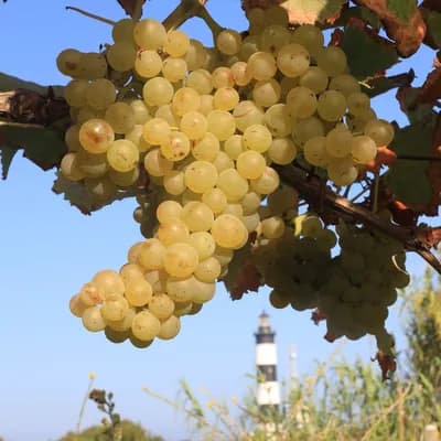 Vignerons d'Oléron